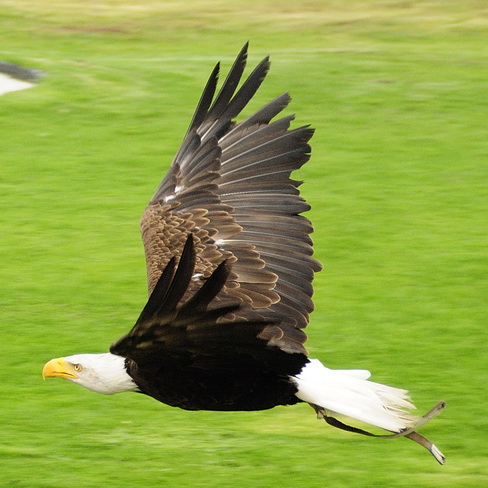 07. Visarend in vlucht_XL